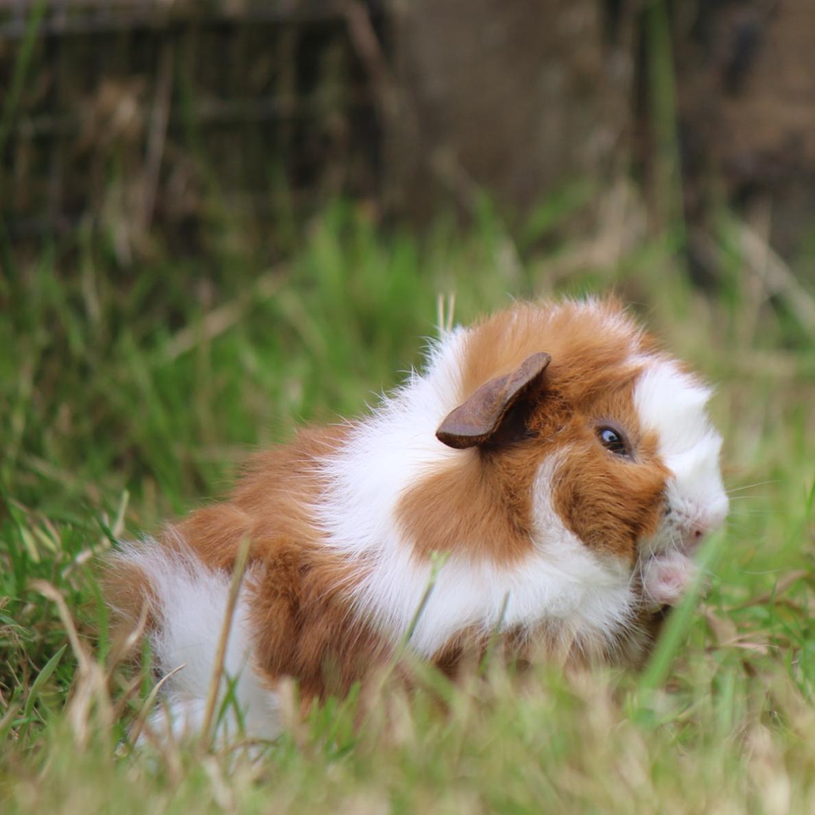 Primrose The Guinea Pig<br />
