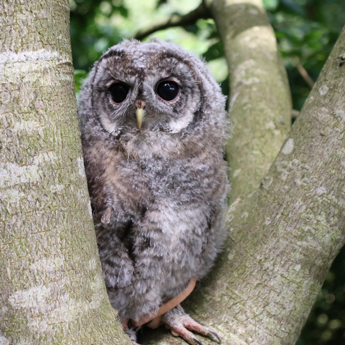 Digit The Tawny Owl