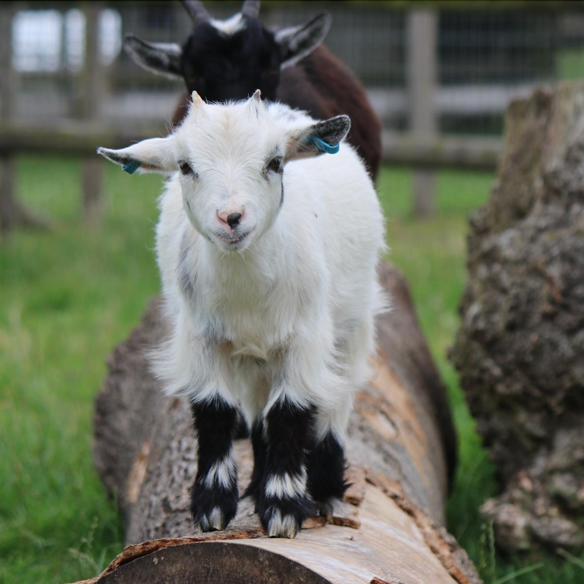 Elderflower The Pygmy Goat